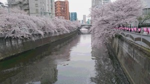 DSC_0606 20170410 目黒川桜